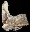 Hadrosaur Jaw Section With Three Teeth - Judith River Formation #50791-5